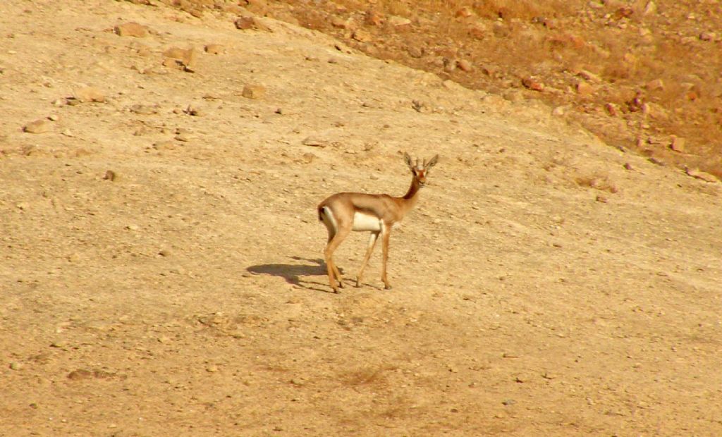 Nel deserto di Giuda: Gazella gazella